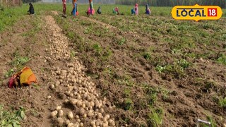 মাঠ থেকে তোলা হচ্ছে আলু