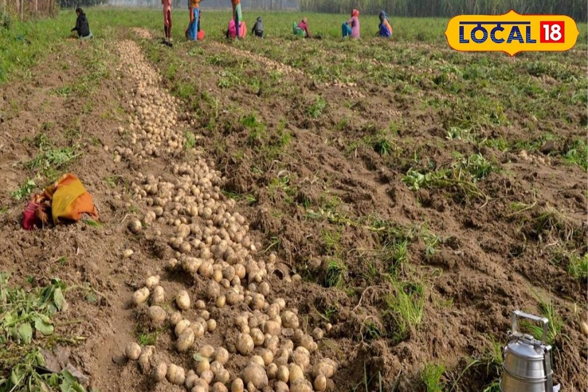আলুর জোগান কম হওয়ার ফলে কোথায় গিয়ে দাঁড়িয়েছে আলুর দাম!জানুন
