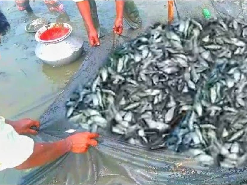Puti Fish Benefits: আমরা যদি নিয়মিত ছোট্ট পুটি মাছ খাই, তাহলে আমাদের ঘরের যাবতীয় সমস্যা দূর হতে পারে। এতে রয়েছে প্রচুর পরিমাণে ফসফরাস, যার ফলে আমাদের শরীরে হাড় মজবুত রাখতে সাহায্য করে।