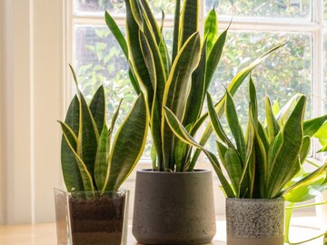 বাড়িতে এই গাছ লাগান, জীবনে আসবে সৌভাগ্য, অভাব হবে না কোনও কিছুর