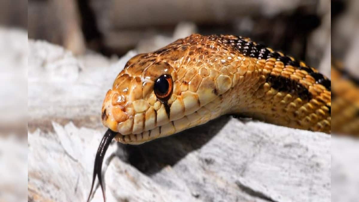 Snake Alert at Monsoon: সাবধান...! এই গন্ধ পেলেই বুঝবেন ঘরে লুকিয়ে ...