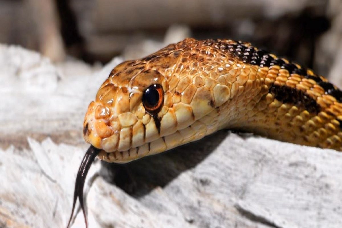 Snake Alert at Monsoon: সাবধান...! এই গন্ধ পেলেই বুঝবেন ঘরে লুকিয়ে ...