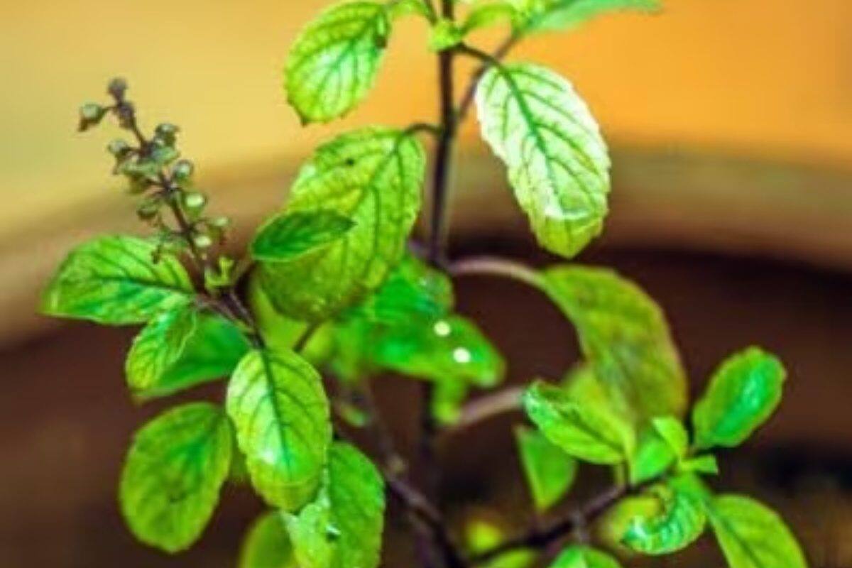 Camphor Tulsi is naturally used to repel mosquitoes and flies as well