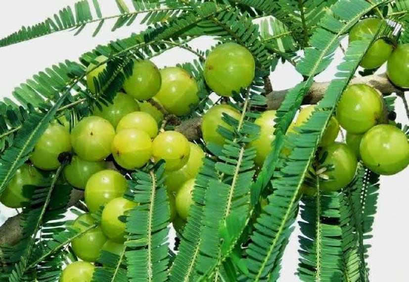 আমলকি রস ত্বকের স্বাস্থ্য ভালো রাখতেও সাহায্য করে, আমলকি রসের মধ্যে প্রচুর পরিমাণে অ্যান্টি এজিং পাওয়ার রয়েছে যা, ত্বকের উজ্জ্বলতা বৃদ্ধি করে। photo source collected 