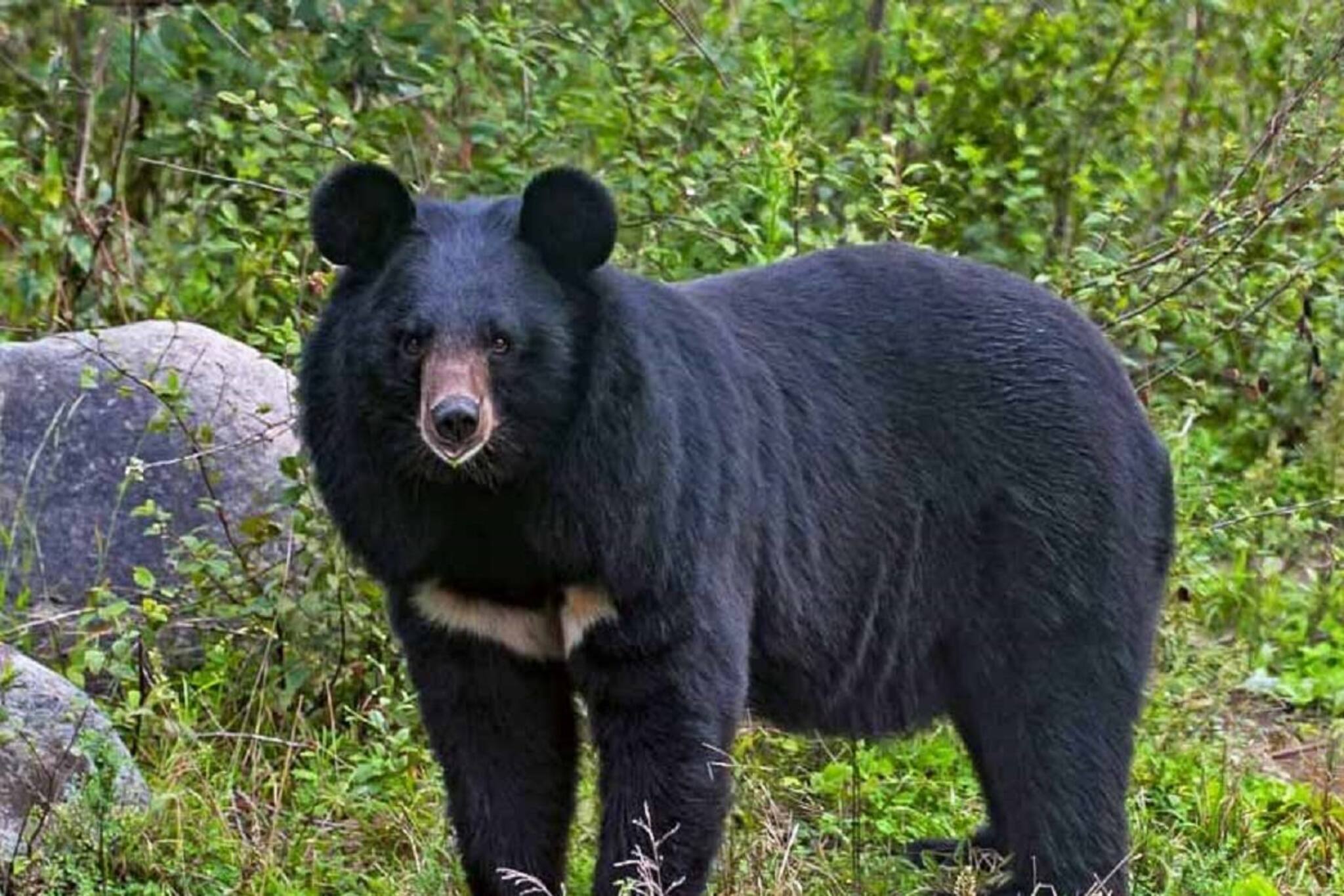 প্রচলিত ধারণা, মৃতের ভান করলে ভালুক আক্রমণ করে না, আসল সত্যিটা জানেন? পড়ুন