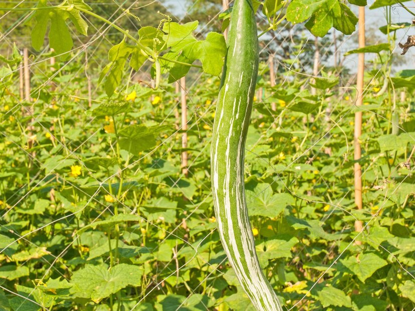 তিনি জানান, চিচিঙ্গা Cucurbitaceae পরিবারের একটি উদ্ভিদ। এর বোটানিক্যাল (বৈজ্ঞানিক) নাম Trichosanthes anguina linn। উদ্ভিদবিজ্ঞানে একে বলা হয় Trichosanthes cucumeriana Linn., var. অ্যাঙ্গুইনা (লিন), হেইনস এবং কুকুমিস অ্যাঙ্গুইনা লিন এছাড়াও নাম ইত্যাদি দ্বারা পরিচিত। এটি 24 থেকে 27 ডিগ্রি তাপমাত্রায় বৃদ্ধি পায়।