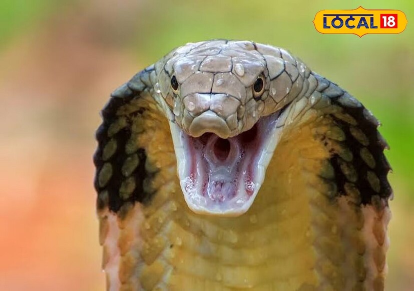সাপ যেদিকে আছে, সেদিকে হঠাৎ কোনও নড়াচড়া করবেন না। সাপকে ভয় দেখিয়ে বা কোনও কিছু দিয়ে খোঁচা দিয়ে, আক্রমণ করে তাকে সরানোর চেষ্টা করবেন না। তাতে হিতে বিপরীত হতে পারে৷ পরিবর্তে, যদি দেখেন সাপটি কোথাও কোনও দিকে যাচ্ছে, তাহলে তাকে নির্বিঘ্নে যেতে দিন।