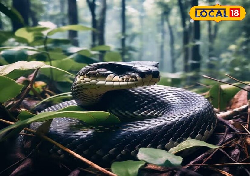 এমন পরিস্থিতি কীভাবে সামলাবেন? অনেকেরই এই সময় দ্রুত দৌঁড়ে পালানোর প্রবৃত্তি হয়৷ কিন্তু, খবরদার এই কাজ কখনওই করবেন না৷ এটা একেবারেই করা উচিত নয়। এতে উল্টে নিজেকে আরও ঝুঁকির মধ্যে ফেলে দেবেন আপনি।