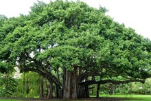 জোকা-এসপ্ল্যানেড মেট্রোর জের, সরানো হবে ব্রিগেড প্যারেড গ্রাউন্ডের ২৯ পুরনো গাছ