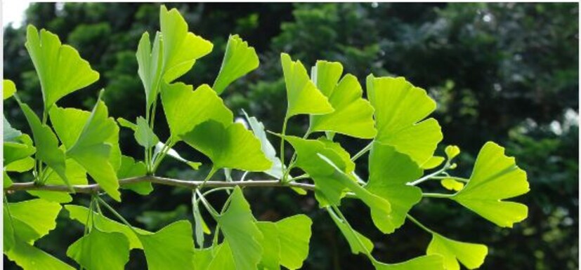 জিঙ্কো বিলোবা-- এই ভেষজটি মস্তিষ্কে রক্ত-চলাচল উন্নত করে। অনেকেই এমন একটি পরিস্থিতির সম্মুখীন হন, যখন কিছুই মাথাতে আসতে চায় না, কোন-ওকিছুই ভাবতে পারেন। ডাক্তারি পরিভাষায় একে বলে, 'মেন্টাল ফগ'। এই পরিস্থিতি কাটাতে সাহয্য করে বিলোবা। পাশাপাশি এতে রয়েছে প্রচুর পরিমাণ অ্যান্টিঅক্সিড্যান্ট যা মস্তিষ্ককে অক্সিডেটিভ স্ট্রেস-এর হাত থেকে বাঁচায়।