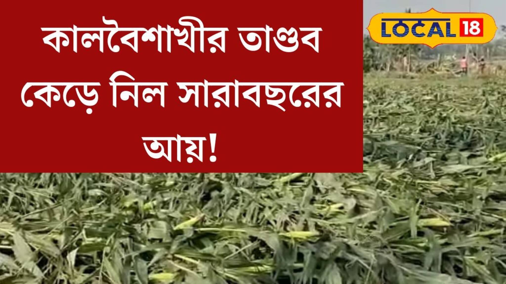 Kalbaisakhi: ১০ মিনিটের ধ্বংসলীলা, সব শেষ! কালবৈশাখীর তাণ্ডব কেড়ে নিল সারাবছরের আয়! মাথায় হাত কৃষকদের