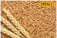 বুন্দেলখণ্ডের কাঠিয়া গম পেল জিআই ট্যাগ! কৃষকরা কীভাবে এই ট্যাগের সুবিধা পাবেন?