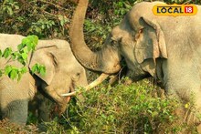 বৃষ্টির রাতে গোটা গ্রাম তছনছ করে দিল বুনো হাতি
