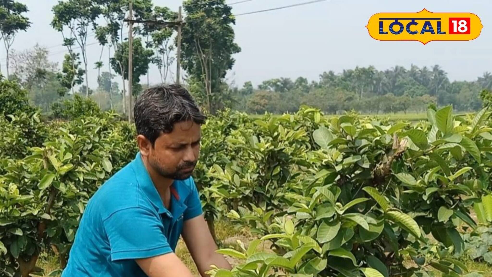 Guava Cultivation: পেয়ারায় বারুইপুরকে টক্কর বসিরহাটের, চাষ করে উপচে পড়ছে পকেট