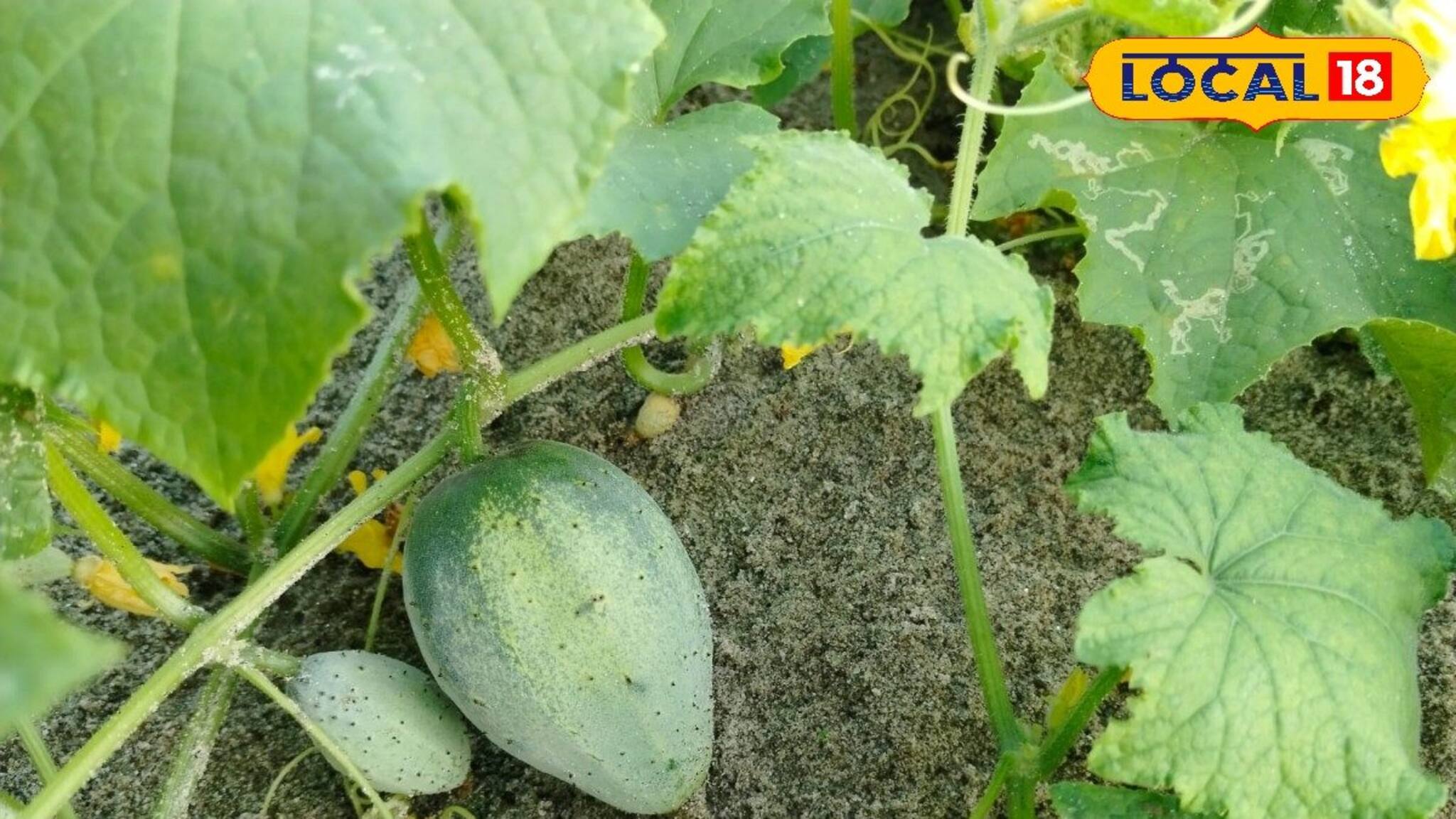 Organic Farming: বিশেষ পদ্ধতিতে জৈব সার দিয়ে শসা চাষ করে অবিশ্বাস্য ফলন পান! এই গরমে হবে বিপুল আয়
