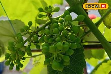 কাঁড়ি কাঁড়ি টাকা দিয়ে কিনতে হবে না আঙুর..! ছাদ বাগানেই থোকা থোকা! কী ভাবে সম্ভব?