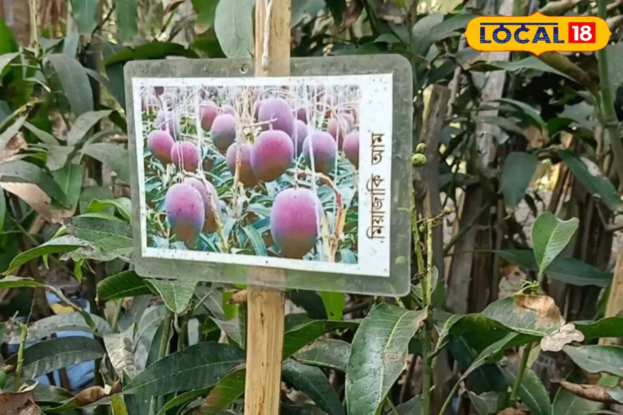 গাছ সংরক্ষণই নেশা! প্রায় ৫০ প্রজাতির আম গাছ রয়েছে হাসনাবাদের এই ‌যুবকের কাছে