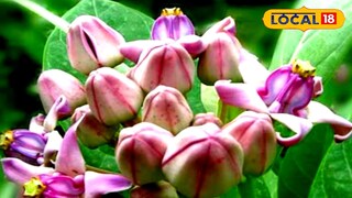 আকন্দ ফুল