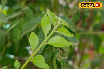 অন্য রান্নার স্বাদ বাড়াতে নয়, এই পাতা খান নিজের গুণে! শরীর থাকবে ফুল ফিট,জানুন অন্য রান্নার স্বাদ বাড়াতে নয়, এই পাতা খান নিজের গুণে! শরীর থাকবে ফুল ফিট,জানুন