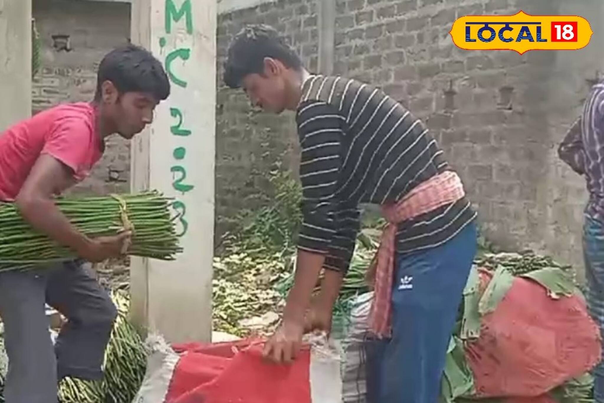 সজনে ডাঁটা ফলিয়ে মালামাল এখানকার চাষিরা