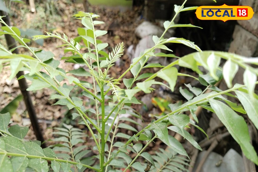 বর্তমানে হার্টের সমস্যায় ভুগছেন অনেকেই। বোলপুরের বিশিষ্ট চিকিৎসক অনির্বাণ সিংহ জানান, হার্ট ভাল রাখে কারিপাতা। কারি পাতায় এমন কিছু উপাদান রয়েছে যা রক্তে খারাপ কোলেস্টরলের মাত্রা কমাতে পারে। সেই সঙ্গে রক্তে ভাল কোলেস্টরলের পরিমাণও বাড়ায়।