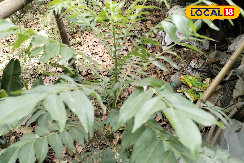 ওজন কমায় কারিপাতা। খাবারে নিয়মিত কারিপাতা ব্যবহার করলে বা নিয়মিত কারিপাতার রস খেলে চর্বি গলে যায়। ওজন কমে। এতে থাকা অ্যান্টিঅক্সিড্যান্ট শরীর থেকে দূষিত পদার্থ বার করে দিয়ে ওজন কমাতে সাহায্য করে।