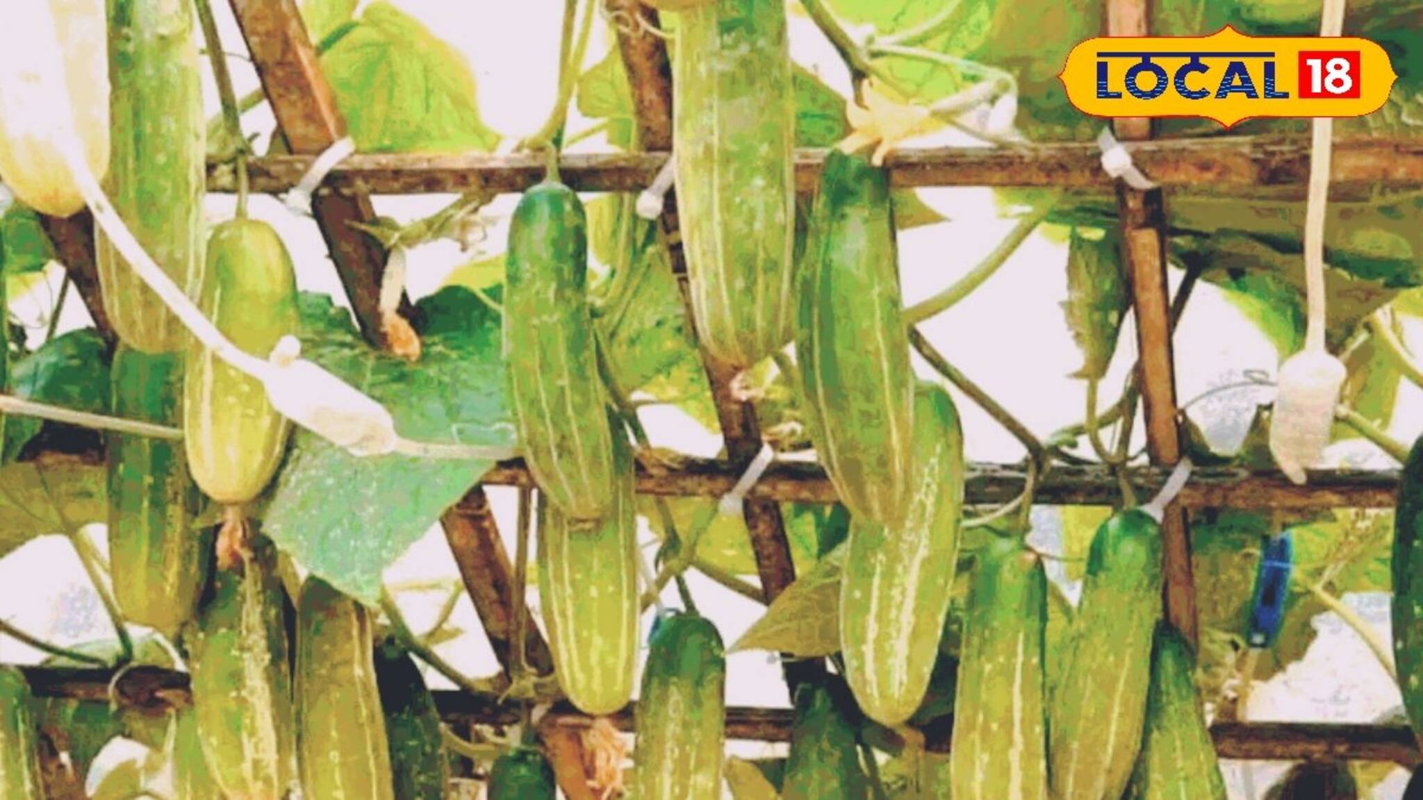 কিচেন গার্ডেনে এপ্রিলে কোন কোন সবজি চাষ করবেন, ছোট্ট টিপসে ডাল ভাঙবে ফলের ভারে