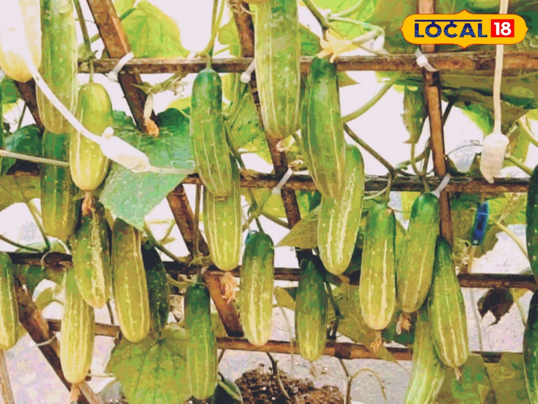 কিচেন গার্ডেনে এপ্রিলে কোন কোন সবজি চাষ করবেন, ছোট্ট টিপসে ডাল ভাঙবে ফলের ভারে