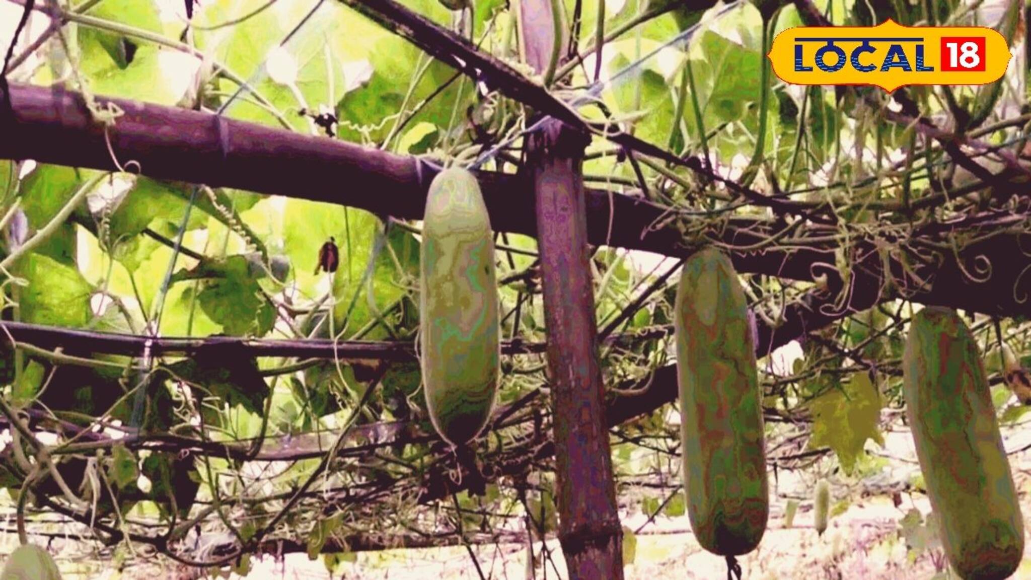 মাটি ছেড়ে মাচায় সব সবজির চাষ, মালামাল কৃষকরা