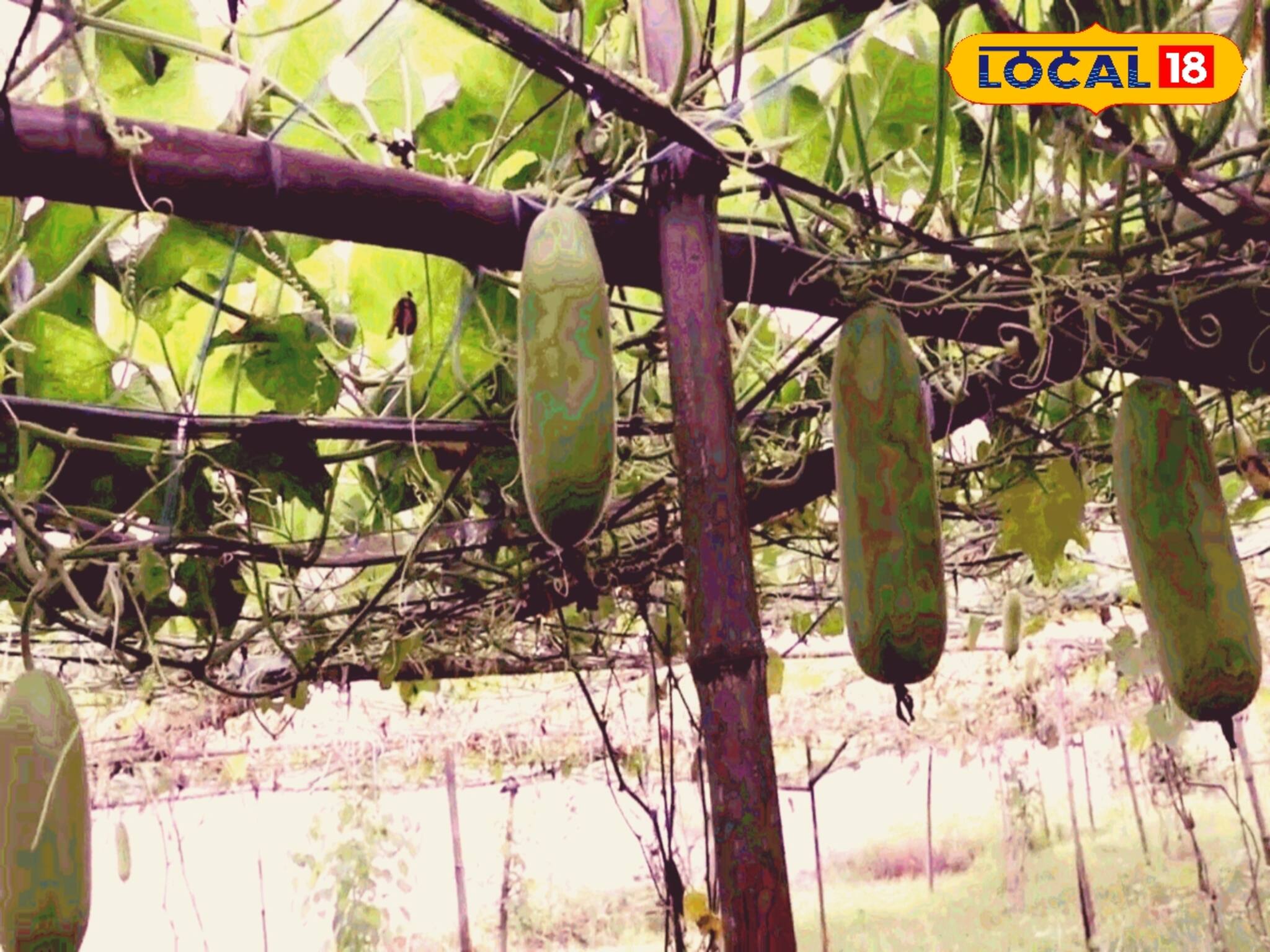 মাটি ছেড়ে মাচায় সব সবজির চাষ, মালামাল কৃষকরা