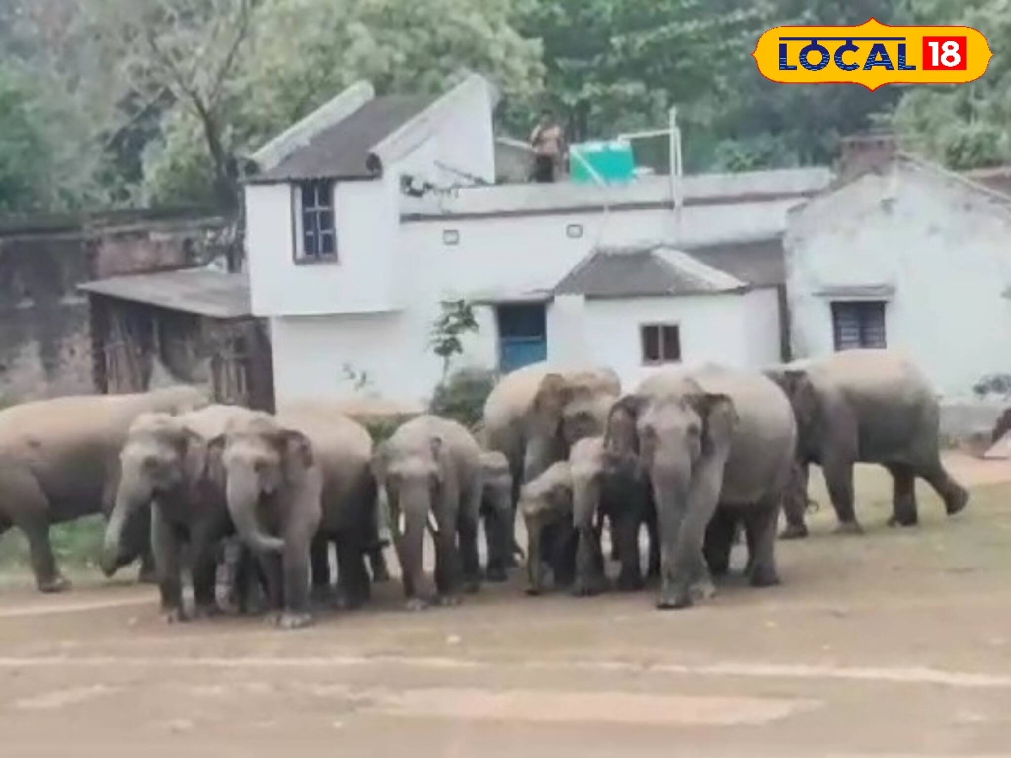 Elephant: ভোটের মরশুমে 'ওরা' ফের দলবেঁধে জঙ্গলমহলের গ্রামে
