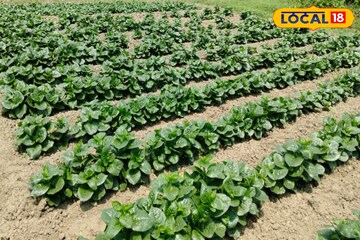 এবার পুঁইশাক আপনার জন্য নিয়ে আসবে মুঠো মুঠো টাকা !