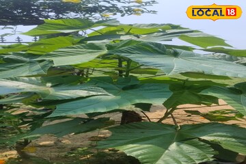 লাখ টাকার ওষুধ এই গাছে, কোষ্ঠকাঠিন্য, গনোরিয়া-সহ বহু জেদি রোগ সারায় এই আগাছা