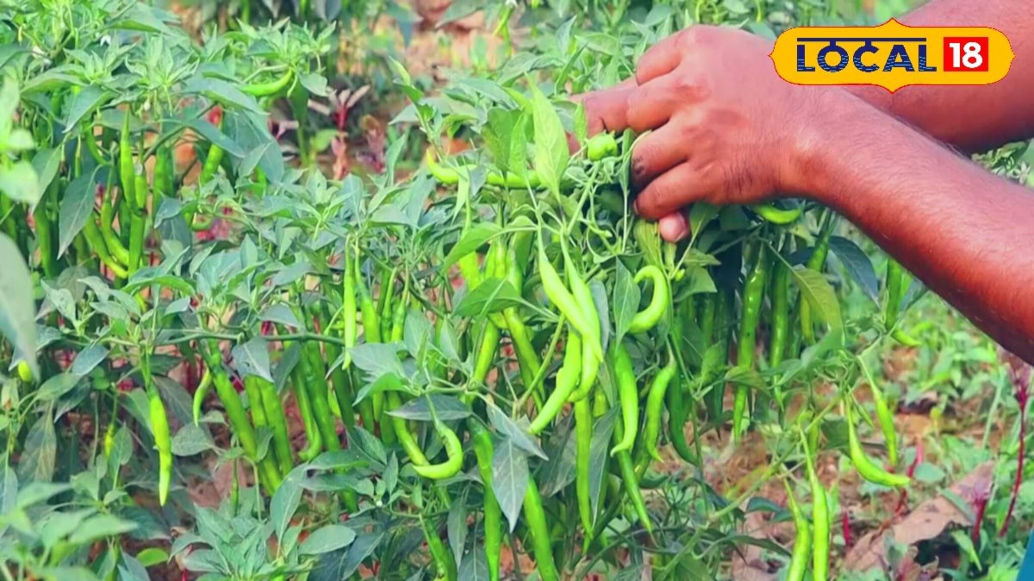 ছাদ বাগানে এই পদ্ধতিতে লঙ্কা গাছ লাগালে প্রচুর ফলন, আর বাজার থেকে কিনতে হবে না