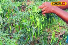 ছাদ বাগানে এই পদ্ধতিতে লঙ্কা গাছ লাগালে প্রচুর ফলন, আর বাজার থেকে কিনতে হবে না