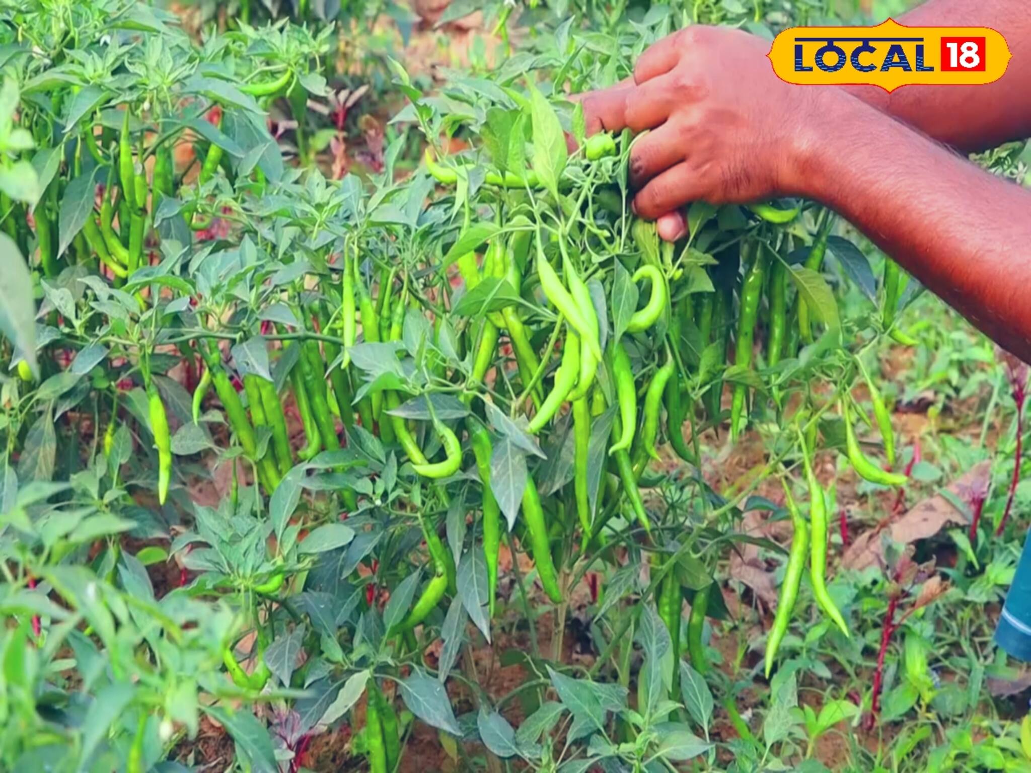 ছাদ বাগানে এই পদ্ধতিতে লঙ্কা গাছ লাগালে প্রচুর ফলন, আর বাজার থেকে কিনতে হবে না