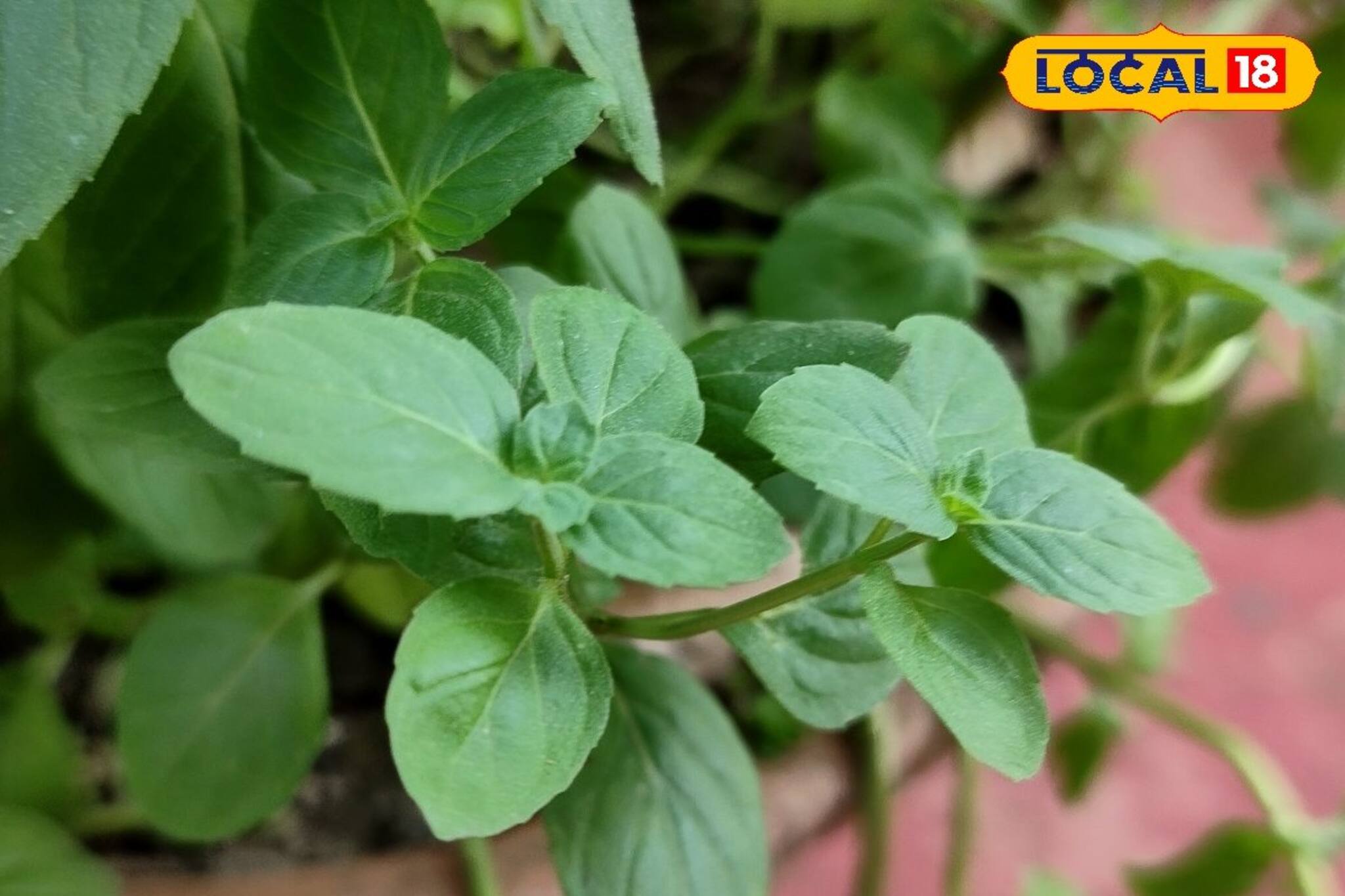 তুলসী পাতার রস খেলেই হল না! জানতে হবে সঠিক নিয়ম! না হলে কোনও কাজ হবে না!