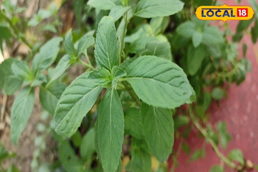 আমাদের চারপাশে এমন অনেক গাছ আছে, যার গুরুত্ব আমরা জানিনা। তুলসীকে আমরা সাধারণত পুজোর কাজে ব্যবহার করি, তবে এর গুরুত্ব জানলে অবাক হবেন।