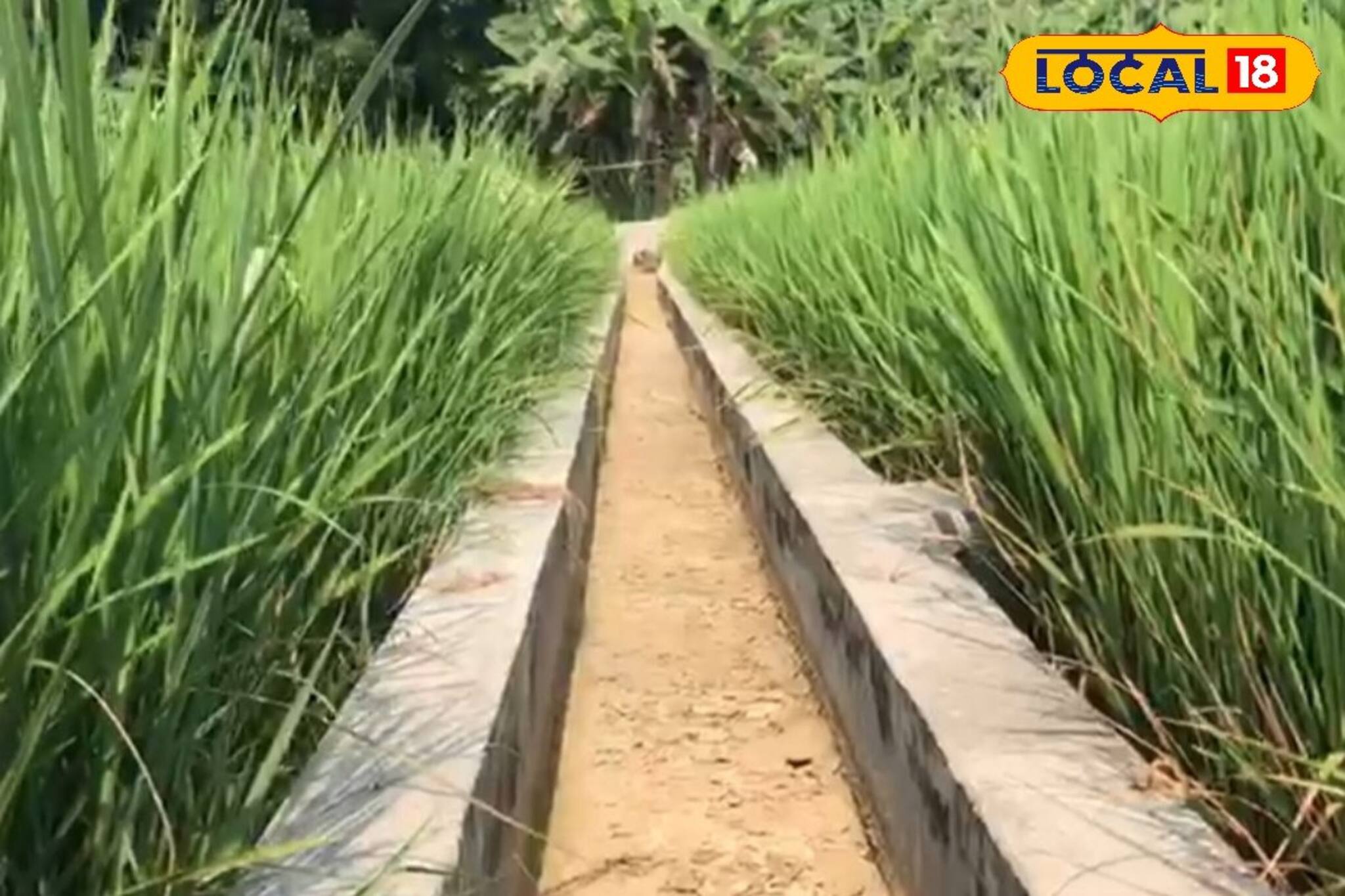 মাঠেই বিদ্যুৎ চুরি করছে পাওয়ারলুম মালিকরা! পাম্প বন্ধ হয়ে ক্ষতির মুখে চাষিরা