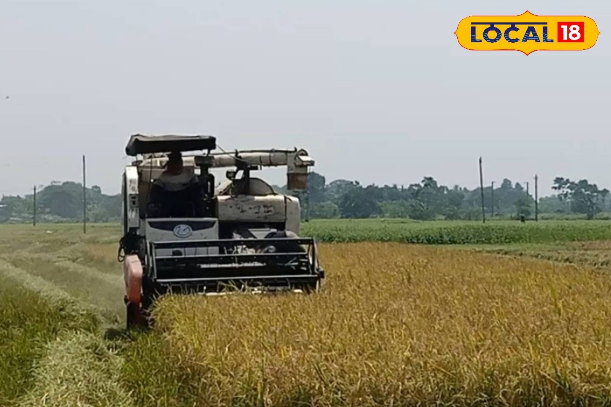 মাত্র ২০ মিনিটেই ১ বিঘা জমির ধান কেটে ঝাড়াই হয়ে গোলায় উঠে যাচ্ছে!