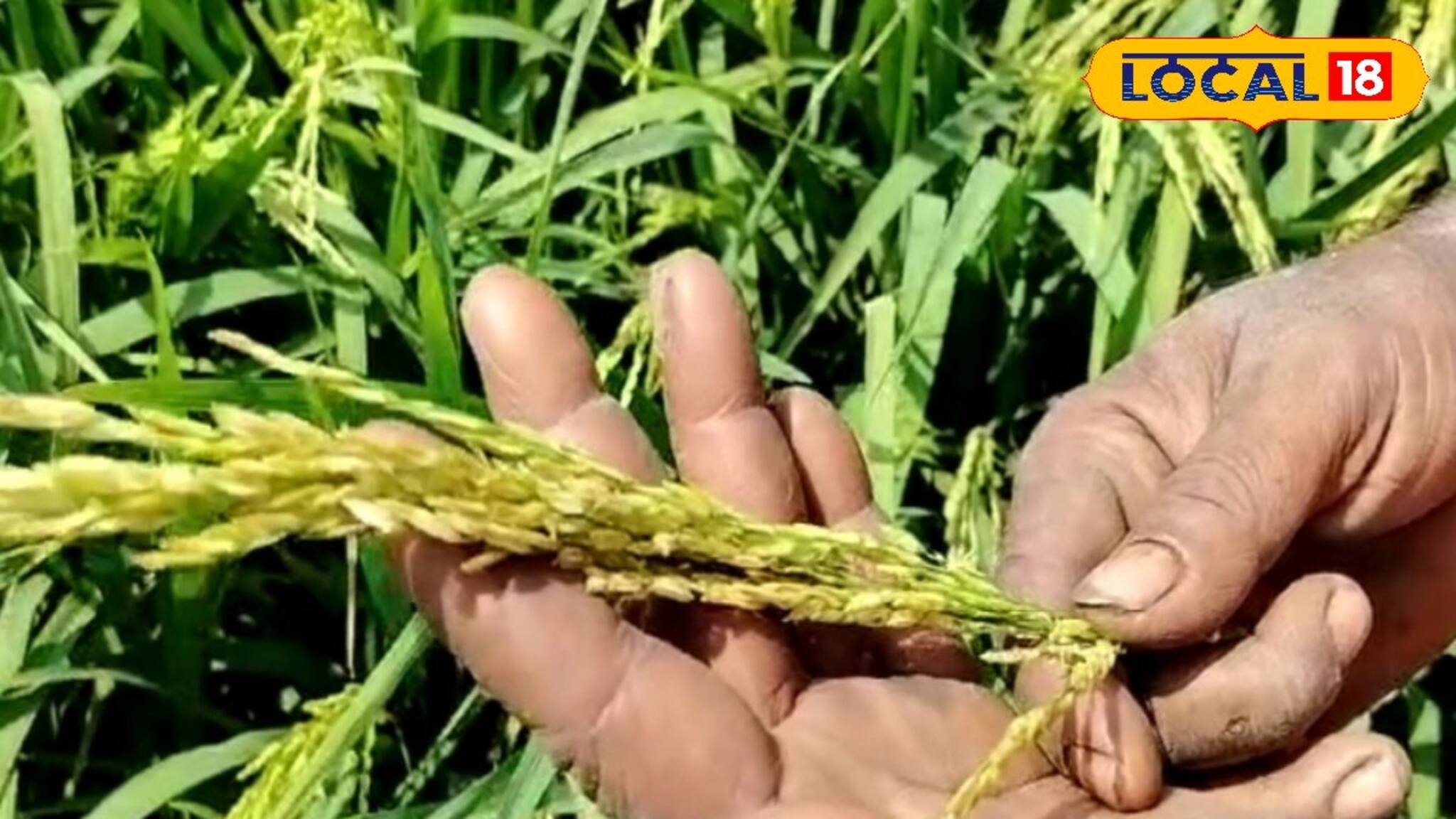 Agriculture Tips: তাপপ্রবাহে চাষের ক্ষতি! কী করে বাঁচবেন জানালেন কৃষি  বিশেষজ্ঞ