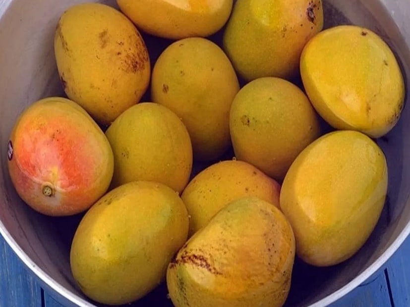 বিভিন্ন শারীকিক সমস্যা এড়াতে: আমের খোসায় এমন অনেক উপাদান থাকে যেগুলি শরীর এবং ত্বকের জন্য ক্ষতিকর। ব্রণ, র‌্যাশ, কোষ্ঠকাঠিন্যে, অন্ত্র সম্পর্কিত বিভিন্ন সমস্যা এড়াতে আম খাওয়ার আগে ভাল করে ধুয়ে নিন।
