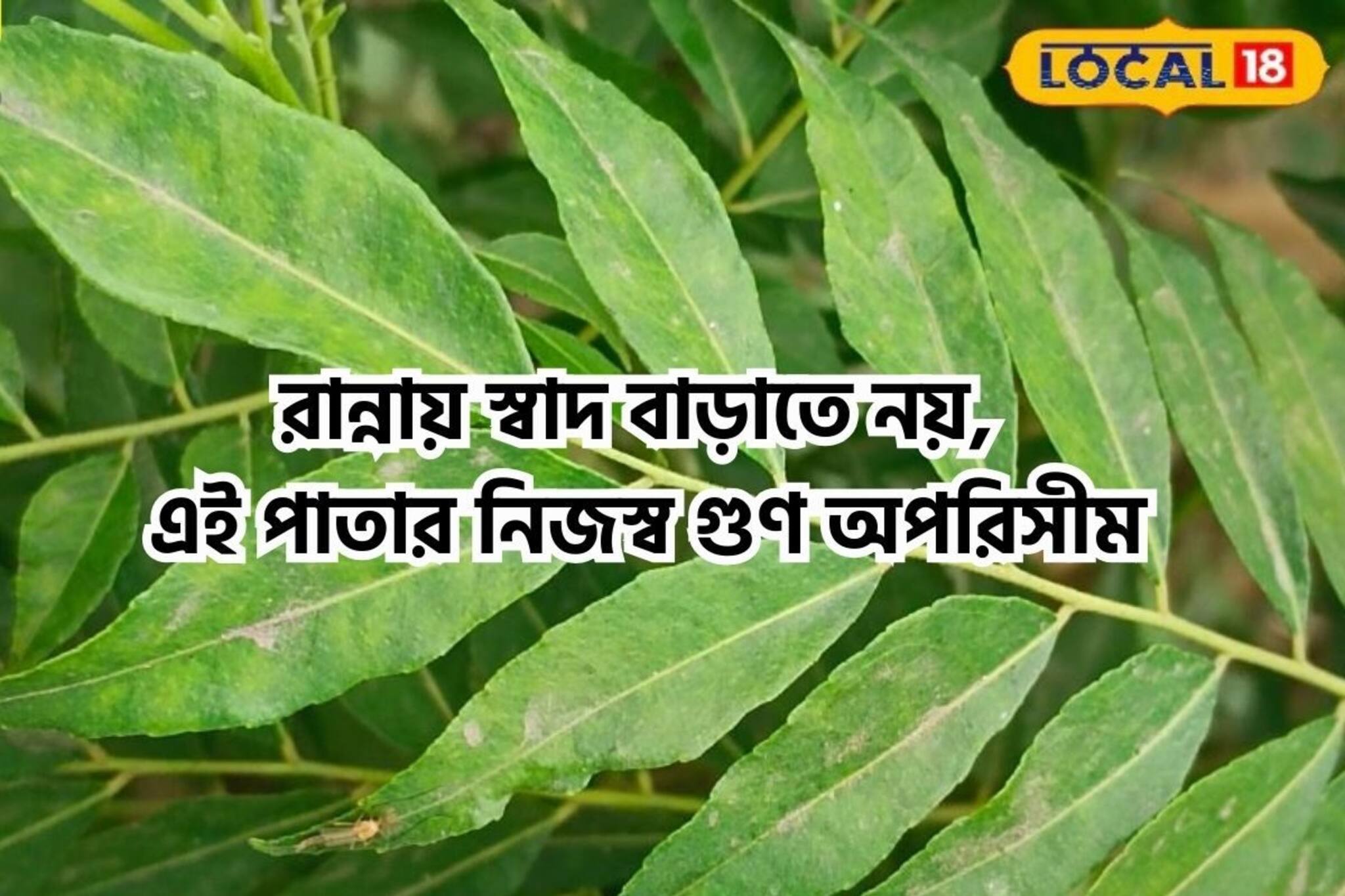 অন্য রান্নার স্বাদ বাড়াতে নয়, এই পাতা খান নিজের গুণে! শরীর থাকবে ফুল ফিট,জানুন