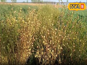 গম কাটার পর খালি জমিতে এই চাষ করুন, কম খরচে প্রচুর লাভ ! মালামাল হচ্ছেন কৃষকরা