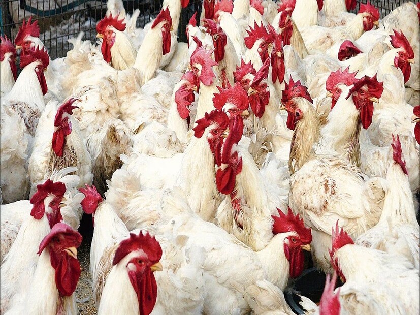 *গবেষণার রিপোর্টে দাবি, H5N1 ভাইরাস ক্রমশ ভয়ঙ্কর আকার ধারণ করছে। আশঙ্কা করা হচ্ছে, এটি ক্রমশ মহামারী আকার ধারণ করবে।করোনার থেকে ১০০ গুণ বেশি ভয়াবহতা ছড়ানোর আশঙ্কা রয়েছে। মৃত্যুর হারও কোভিডের থেকে অনেকটাই বেশি হতে পারে। সংগৃহীত ছবি। 