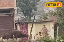 উত্তরবঙ্গে বেড়াতে যাচ্ছেন? বাইসনের তাণ্ডব দেখলে হাড়হিম হবে, থাকতে হবে সতর্ক