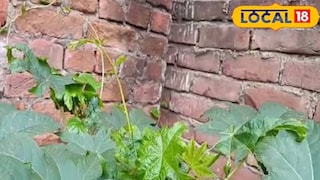 এই গাছের উপকারিতার কথা গুনে গুনেও শেষ করা যাবে না