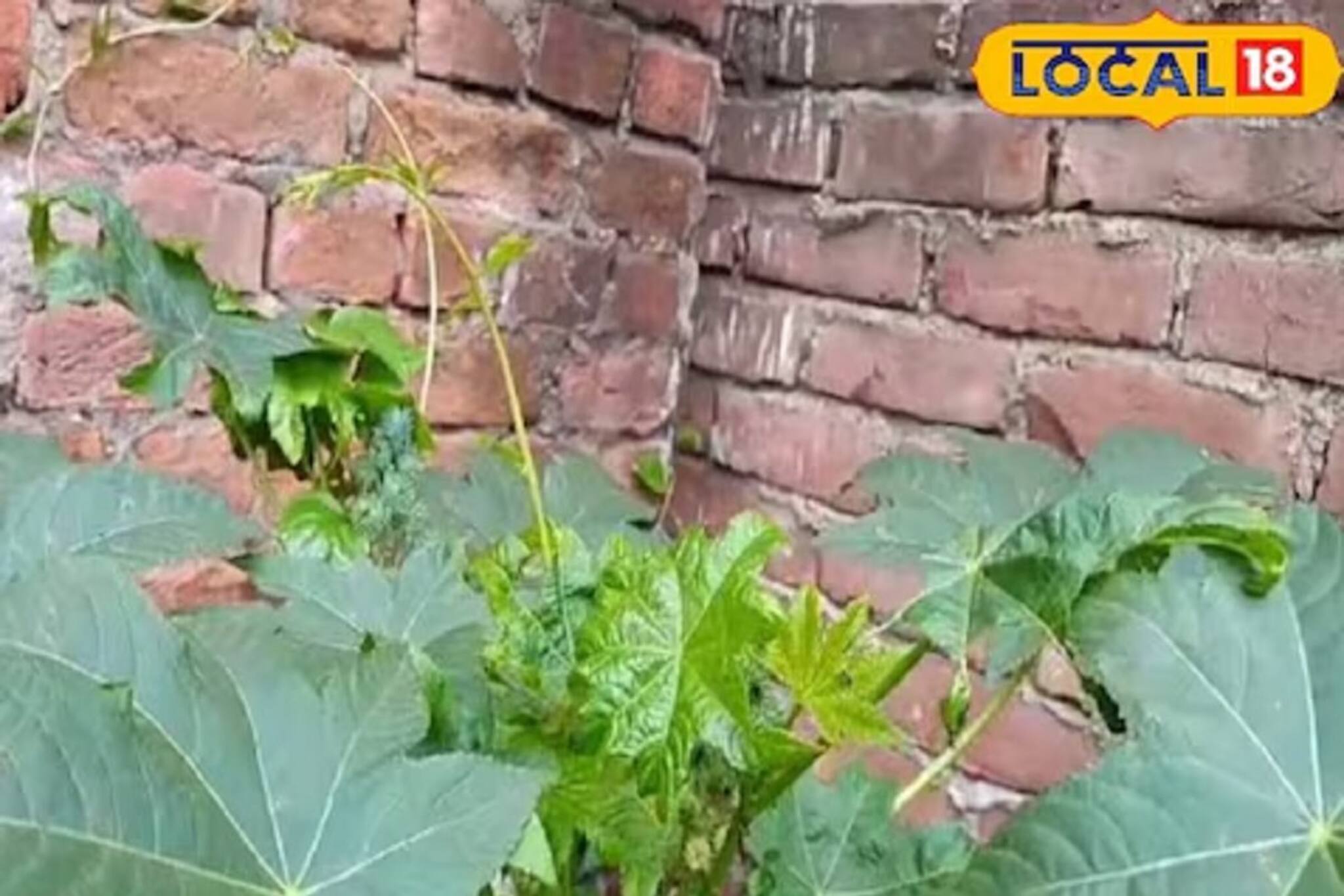 বাত আর অর্শের শত্রু, দূর হবে রুক্ষ-শুষ্ক চুলের সমস্যাও! এই গাছের উপকারিতা জানুন