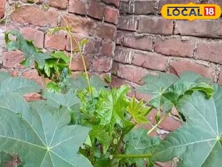 এই গাছের উপকারিতার কথা গুনে গুনেও শেষ করা যাবে না