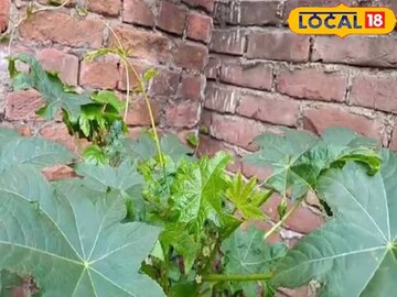 এই গাছের উপকারিতার কথা গুনে গুনেও শেষ করা যাবে না
